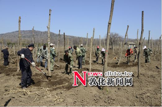 敦林利用鹤大高速征占林地时机对苗木进行移植驯化