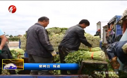 梨树县小城子镇：小芹菜 大效益