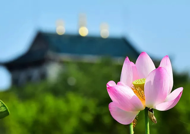 圣湖花已开 诚意邀您来