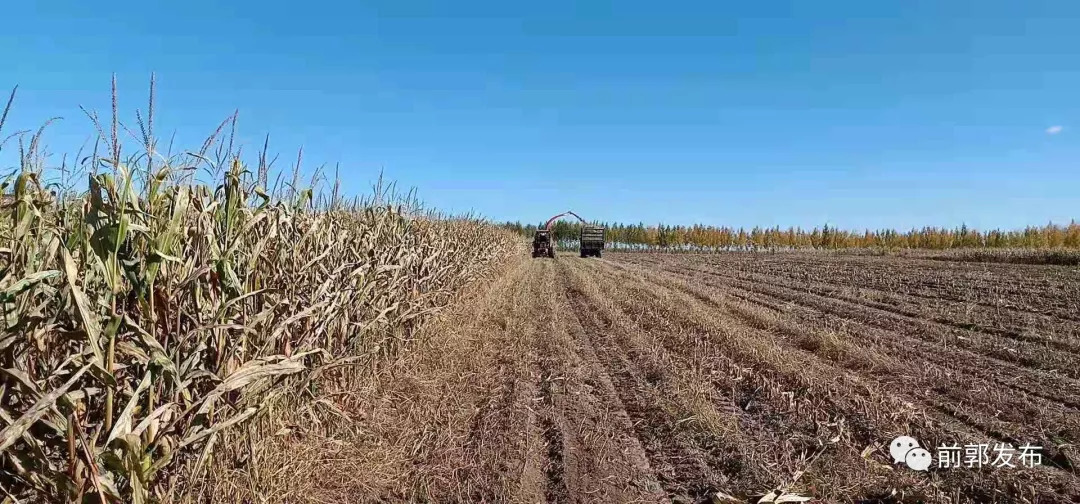 秸秆青贮饲料化利用——前郭县畜牧业管理局草原管理站在行动