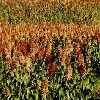 【前郭新闻】千顷订单高粱红