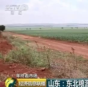 央视报道：2019年，玉米还要涨！
