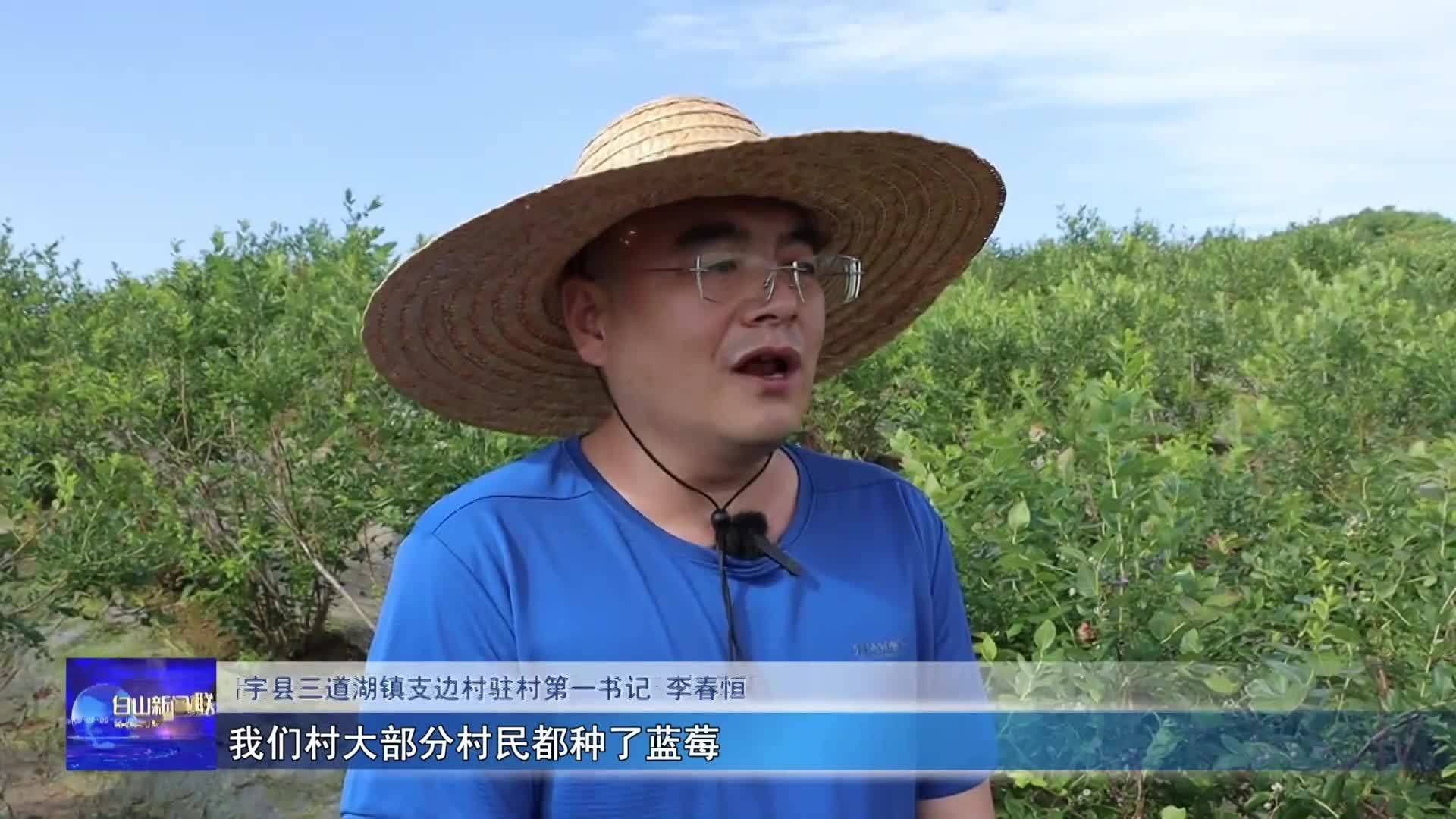 看发展 | 靖宇县:大力发展蓝莓种植产业 全力助推乡村振兴事业